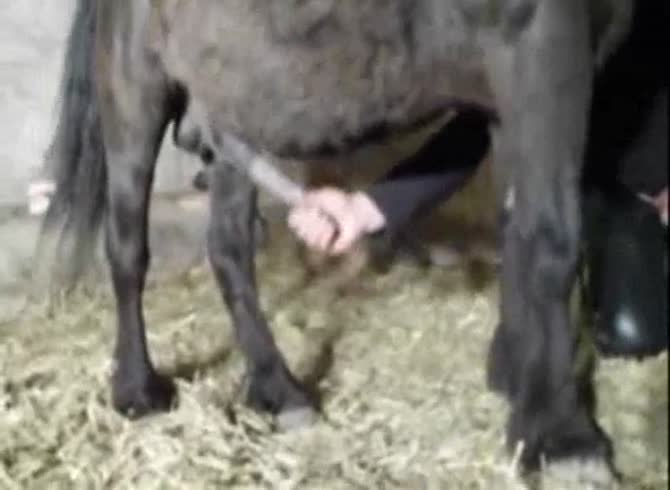 Video :Girl plays with horse dick before horse sex